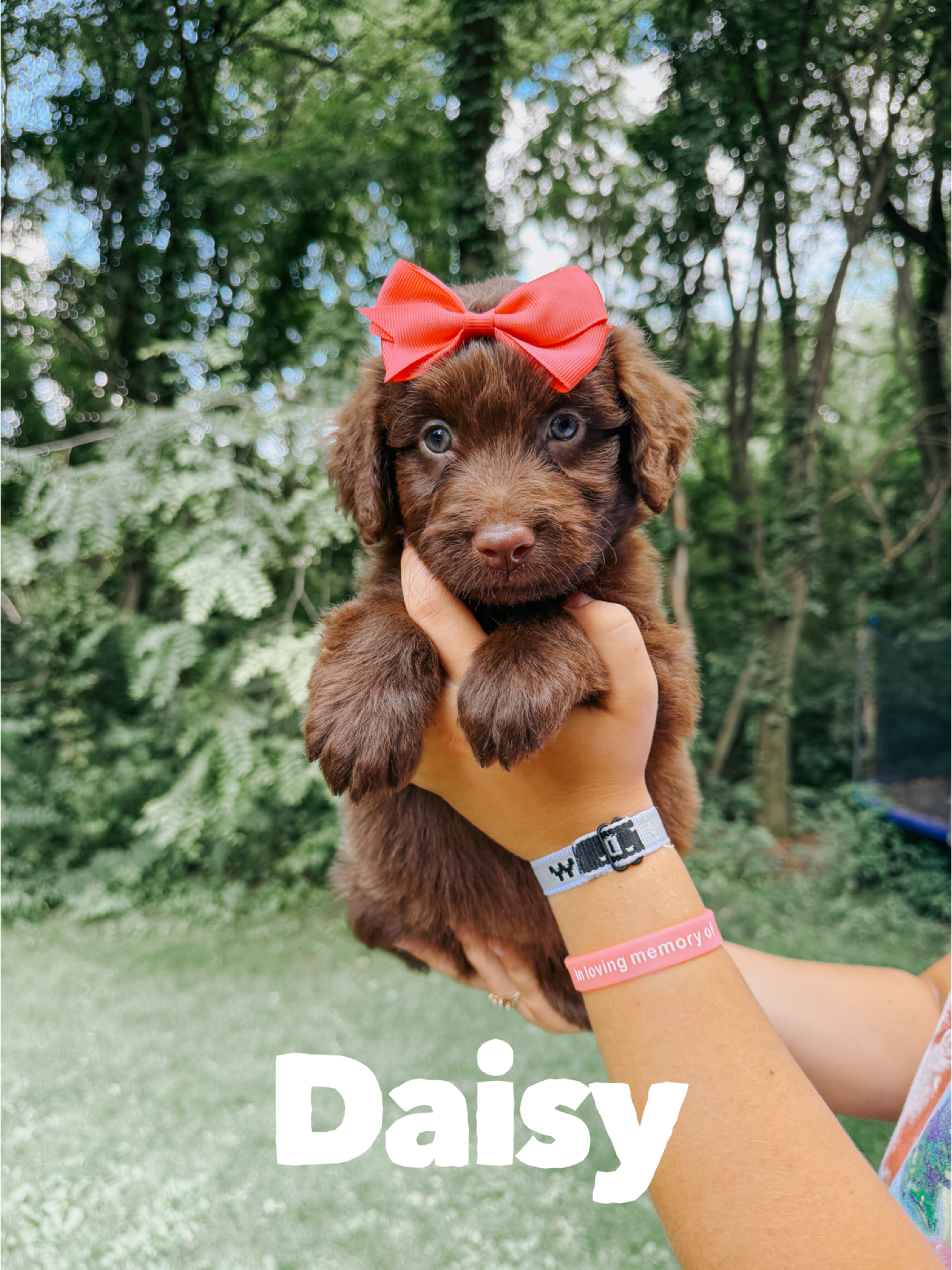 Daisy 1